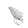 Humpback Whale A