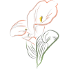 CALLA mix AutmnOrange2