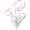 CALLA mix Red-Pink