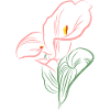 CALLA SoftPink