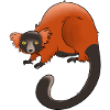 Rufous vari, Lemur oder nichts