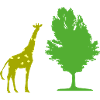 Giraffe tree