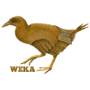 Weka Nouvelle-Zélande Oiseau