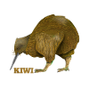 Kiwi Bird New Zealand