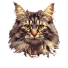 Maine Coon Kitten Maine Coon Cat