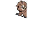 Muskrat