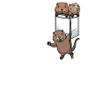 Rat musqué