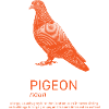 Description of the pigeon