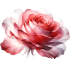 Die schönste Rose