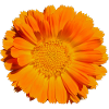 Flower Blossom