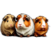 Trois mignons cochons d’Inde