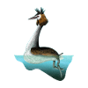 Crested Grebe