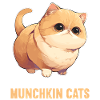 Munchkin Kitten Munchkin Cat