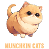 Munchkin Kitten Munchkin Cat