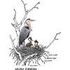 Grey heron