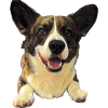 Happy dog