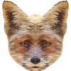 Fox Polygon