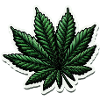 Maple Leaf