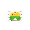 Budgerigar