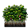Micro-pousses Agriculture Vegan Sprouts