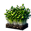 Microgreens Agriculture Vegan Sprouts