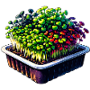 Microgreens Agriculture Vegan Sprouts