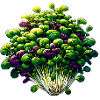 Micro-pousses Agriculture Vegan Sprouts