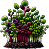 Microgreens Agriculture Vegan Sprouts