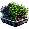 Microgreens Agriculture Vegan Sprouts