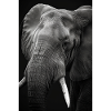 Elefant