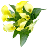 Delicate yellow calla flowers