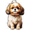 Sweet Shih Tzu