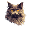 Chaton Nebelung Chat Nebelung