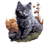Nebelung Kitten Nebelung Cat