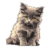 Nebelung Kitten Nebelung Cat