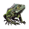 Iguana Graphics