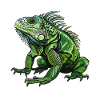 Iguana