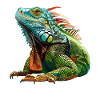 Iguana