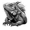 Iguana Graphics