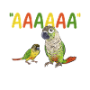Molina Parakeet Parrot Bird Parakeet