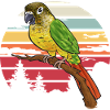 Molina Parakeet Parrot Bird Parakeet