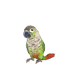 Molina Parakeet Parrot Bird Parakeet