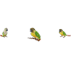 Molinasittich Papagei Vogel Sittich