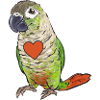 Molina Perruche Perroquet Oiseau Perruche