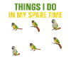 Molina Parakeet Parrot Bird Parakeet