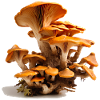 Mushrooms, wonderland in the undergrowth