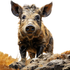 The pigs of Iberico