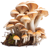 Mushrooms are ecologically important