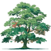 Baum