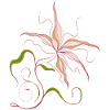 Summer Flower